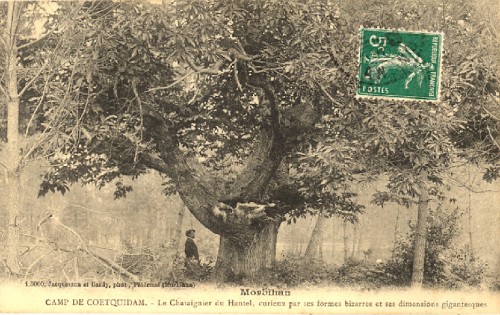 arbres remarquables, cartes postales anciennes, arbres honorables, extraordinaires, châtaignier. Châtaigne.