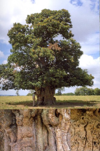 Dialogues avec des arbres remarquables, Les Ardents Éditeurs, arbres honorables, extraordinaires, livre, châtaignier