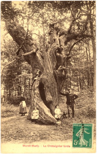 arbres remarquables, cartes postales anciennes, arbres honorables, extraordinaires, châtaignier. Châtaigne.